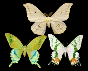 three butterflies isolated on black