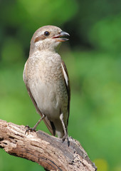 Red-backed Shrike