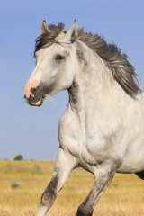 Obraz na płótnie Canvas Grey horse on pasture