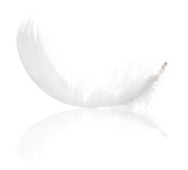 fluffy white isolated feather with reflection