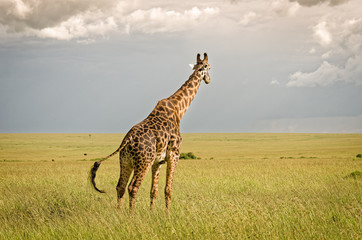 Giraffe in Masai Mara National Reserve, Kenya.