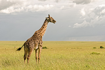 Obraz premium Giraffe in Masai Mara National Reserve, Kenya.
