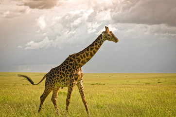Giraffe in Masai Mara National Reserve, Kenya.