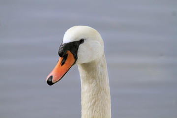 Cigno reale primo piano