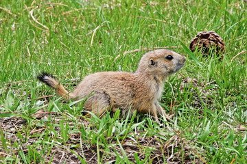 Prairie Dog Pup in the Rocky Mountains of the western United States