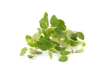 fresh Oregano herb on white background