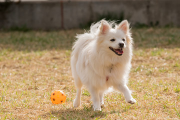 Fototapeta premium Happy Spitz dog playing at a park with a ball. 
