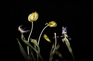 Withered tulips on a black background