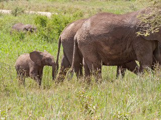 Fototapeta premium Elephant herd with calf go in profile on savanna against cloudy sky background. Serengeti National Park, Great Rift Valley, Tanzania, Africa. 