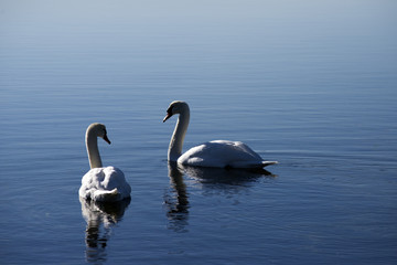 Two Swans