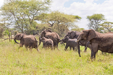 Obraz premium Elephant herd with calf go in profile on savanna against cloudy sky background. Serengeti National Park, Great Rift Valley, Tanzania, Africa. 