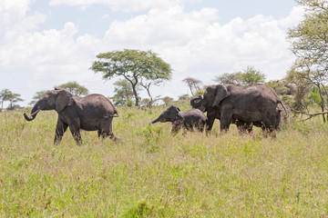 Elephant herd with calf go in profile on savanna against cloudy sky background. Serengeti National Park, Great Rift Valley, Tanzania, Africa. 