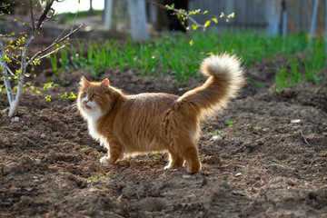 Naklejka na ściany i meble red long-haired cat outdoors