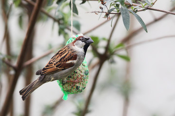 Haussperling (Passer domesticus)