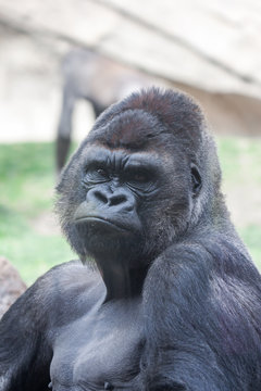 gorila macho
