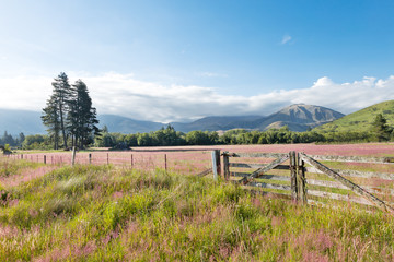 Fototapeta premium pasture in summer sunny day in New Zealand