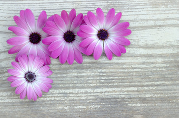 White background. Flowers on a wooden board.