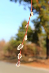 willow buds © sosnytskyi