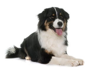 tricolor australian shepherd