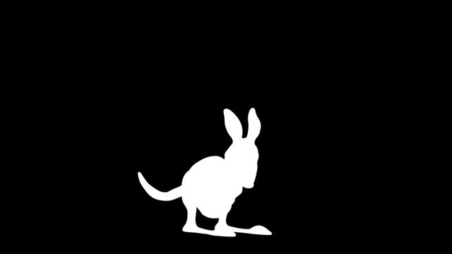 Kangaroo 4K