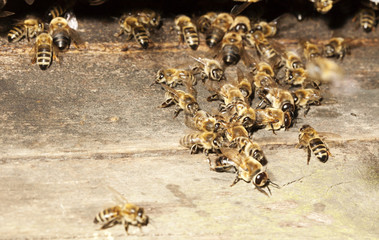 Drohnenschlacht auf dem Anflugbrett, überzählige männliche Bienen werden im Sommer von Arbeiterinnen aus dem Volk entfernt.