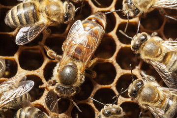 Bienenvolk mit Königin in Eiablage