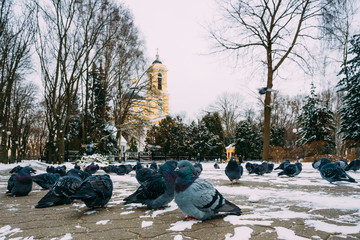 Peter and Paul Cathedral in Gomel, Belarus. Winter season