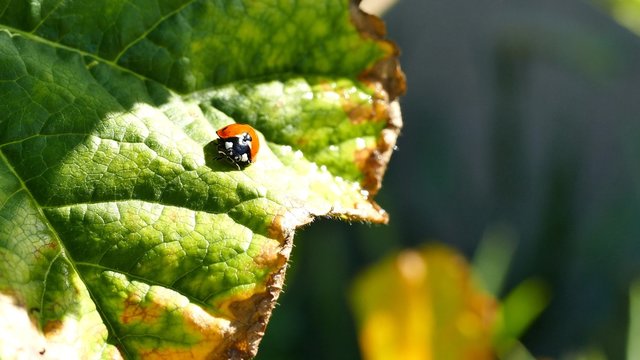 Ladybird beetles resting on a leaf in spring, morning night