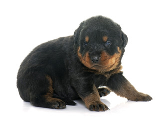 young puppy rottweiler