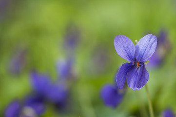 Sweet violet, english violet, common violet, garden violet