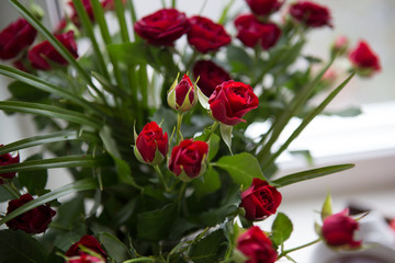 Red house rose on the window sill