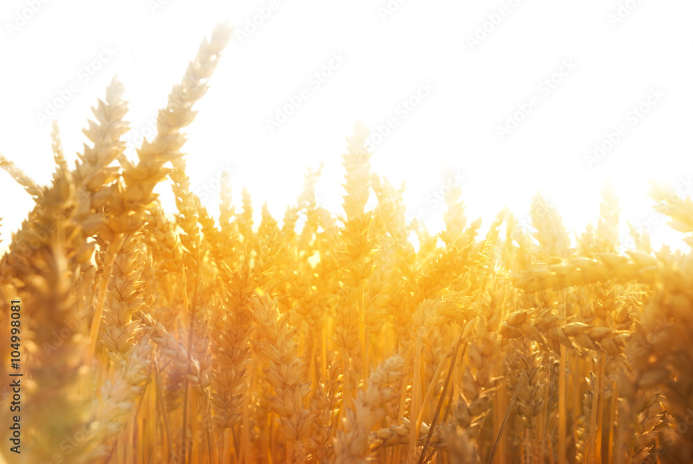 Poster yellow wheat field