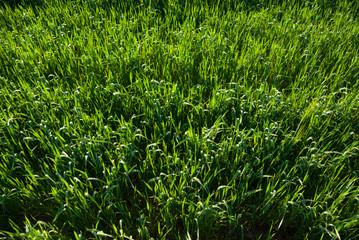 Spring  background with grass