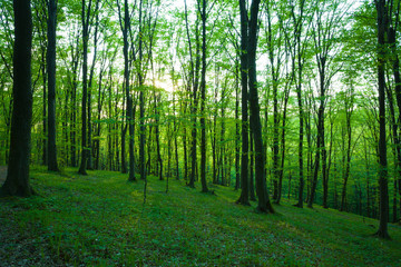 Fototapeta premium sunrise in the green forest