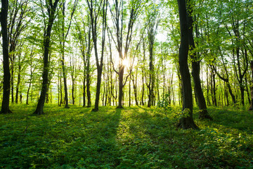 Obraz premium sunrise in the green forest