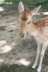 Deer in an open zoo in Thailand eating vegetable