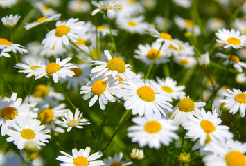 Obraz premium Field of daisies