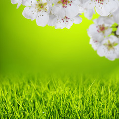 Spring blossom and grass