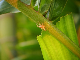 Tiny spider on green leaf