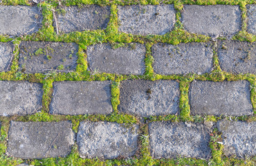 Old stone wall covered with creeping plants