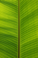  green leaf texture