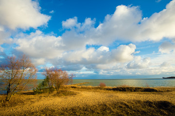 Obraz premium Deserted sandy beach with trees in Neringa, Lithuania