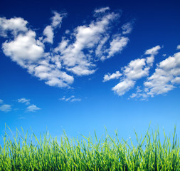 Fototapeta na wymiar grass on clouds