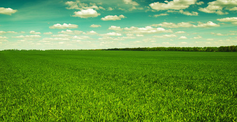 green field