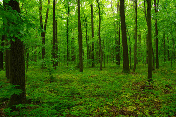 Obraz premium beautiful green forest