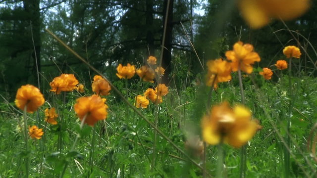 Spring green meadow with orange flowers Globeflowers (Trollius asiaticus)
