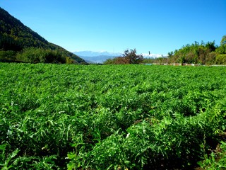 Obraz premium 大根畑