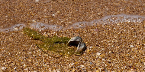 Background. Cockleshells, sand, seaweed and water