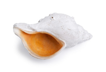 Marine sea shell