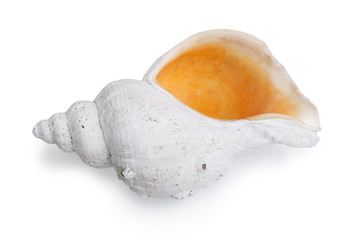 Marine sea shell